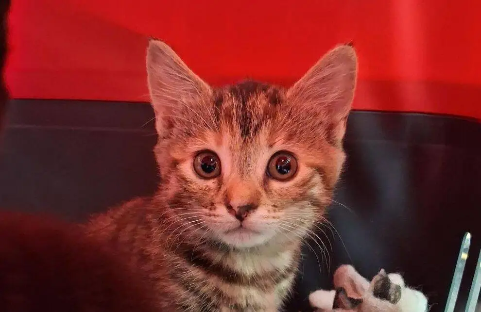 A brown tabby kitten with large, alert eyes sits in front of a red and black background, looking directly at the camera. Its ears are pointed upright and a small toy is visible beside it.