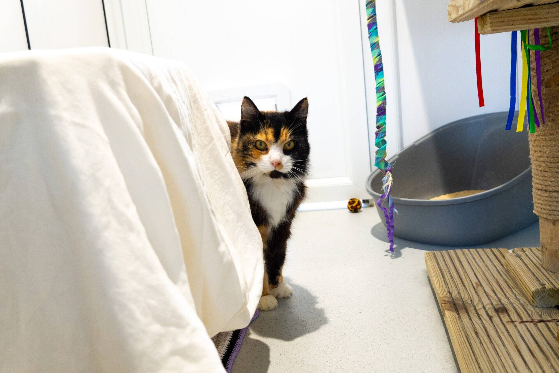 A tortoiseshell cat peeks out from behind a white sheet in a room with a litter tray, cat toys, and a scratching post with colourful ribbons.