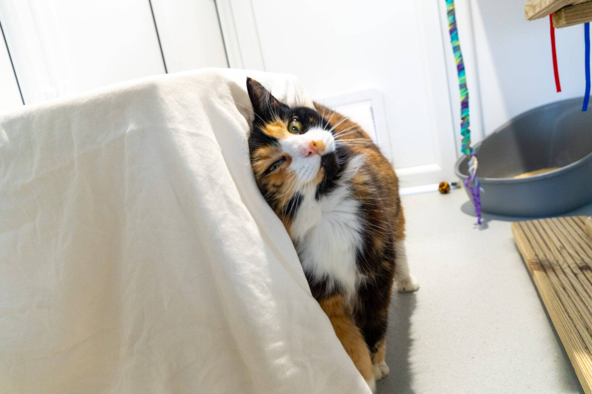 A tortoiseshell cat rubs its head against a covered surface in a bright room. Cat toys and a grey litter tray are visible in the background.