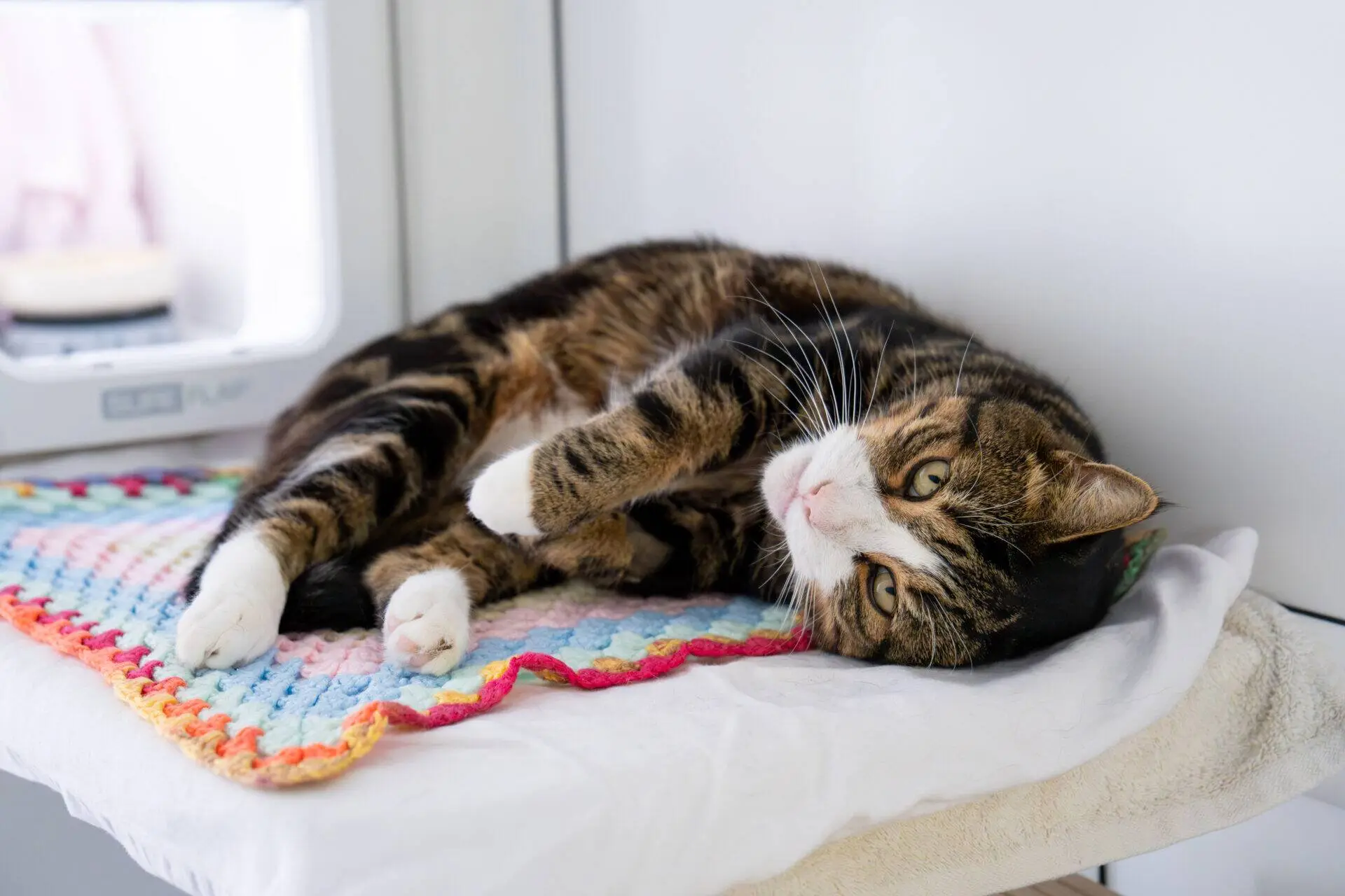 A tabby cat with white paws lies on its side on a colourful crocheted mat and white blanket, looking relaxed in a bright indoor setting.