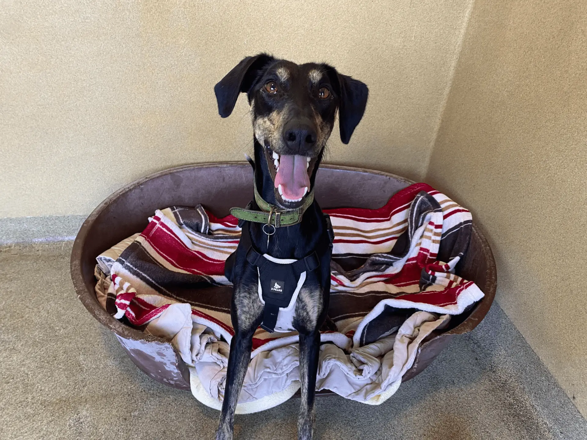 Dr Doof the Lurcher, a black and brown dog with a green collar and harness, sits in a dog bed lined with a red, white, and brown blanket, looking up with his mouth open.