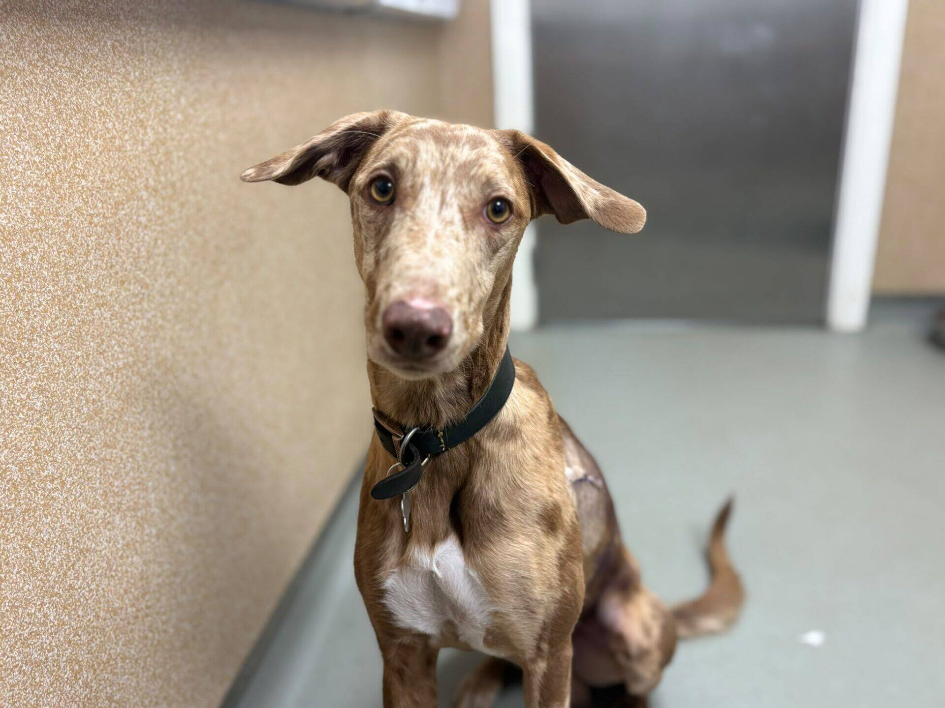 A tan and white dog with a black collar sits indoors on a grey floor, looking up with ears slightly tilted and a curious expression.