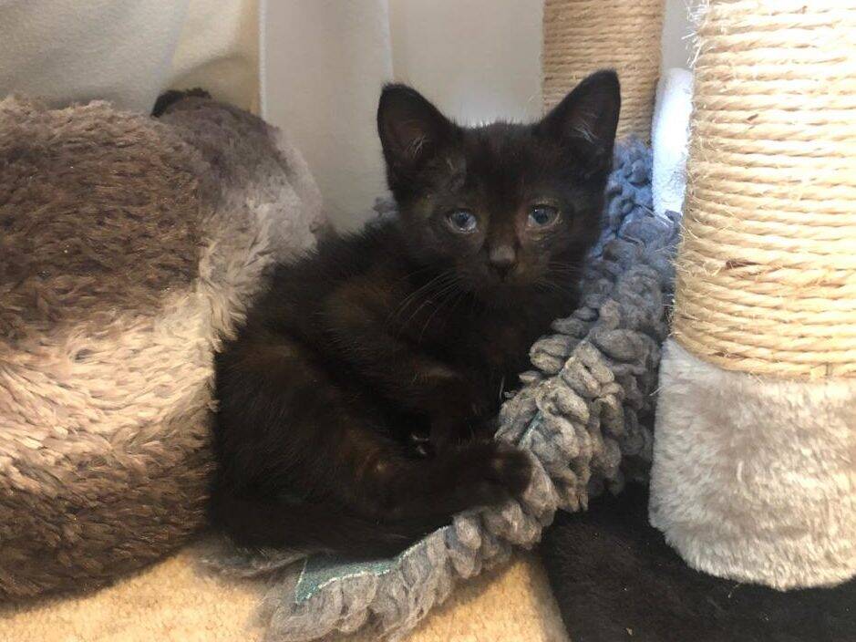 5-month-old kitten, Bump, was brought to Woodgreen after being involved in a road traffic accident
