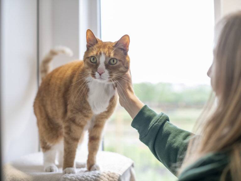 Cat being care for by Woodgreen staff member