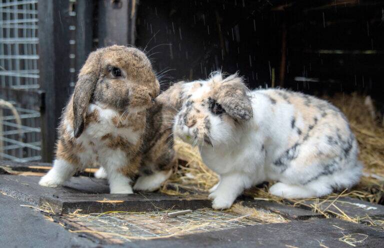 Two lop-eared rabbits with mottled brown, white, and black fur sit on a wooden surface with hay, nuzzling each other inside a dim, rustic enclosure.