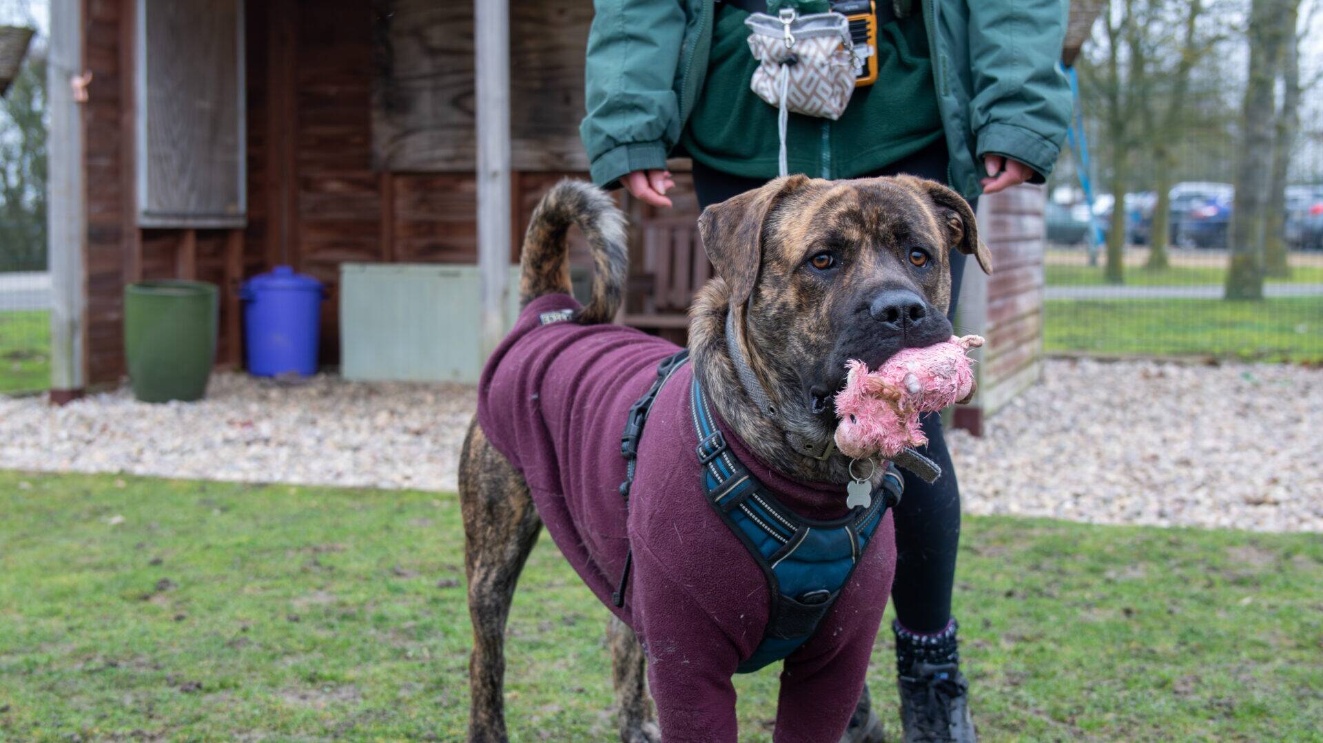 A brindle Presa Canario cross dog wearing a maroon jumper stands on grass, holding a pink chew toy in its mouth, with a person standing behind it outside near a wooden building.