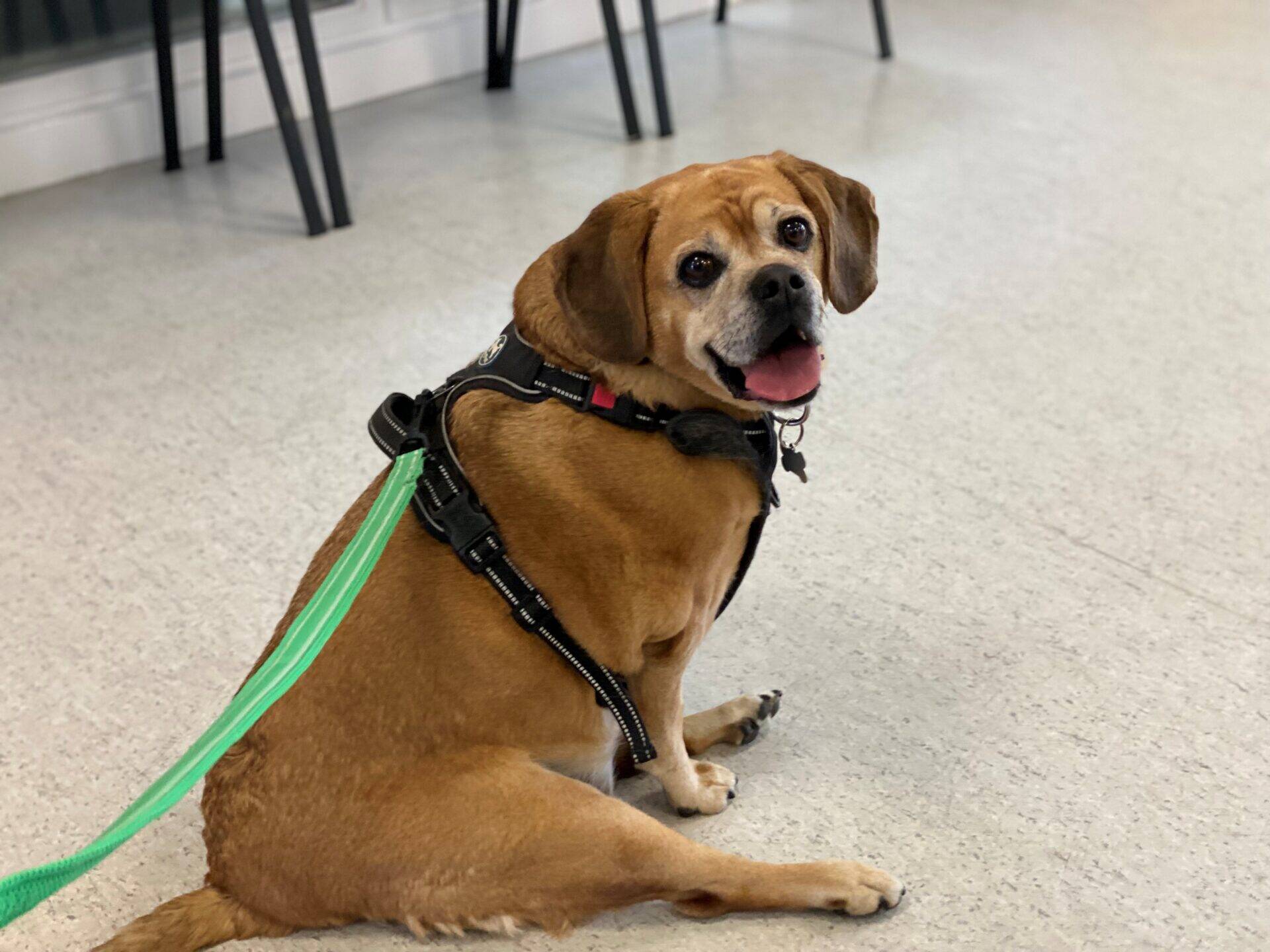A tan and white dog with a black harness and green lead sits on a light-coloured floor, looking at the camera with its mouth open and tongue out. Black chairs are visible in the background.