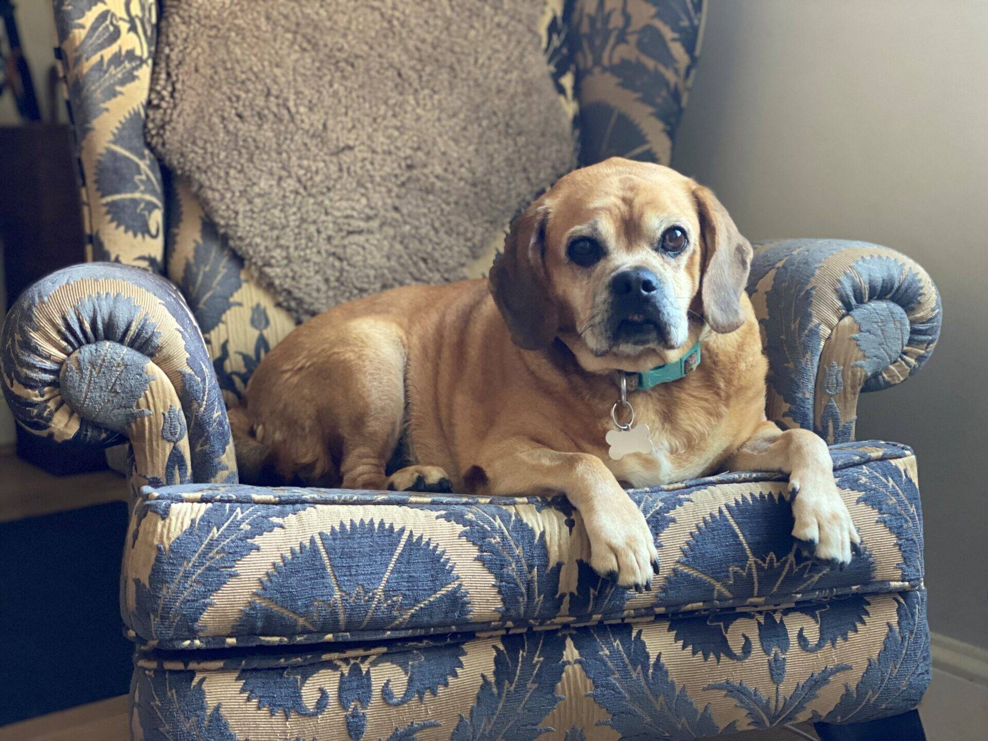 A small brown beagle cross with a curled tail lies on a blue and beige patterned armchair, looking at the camera. A fuzzy brown blanket is draped over the back of the chair.