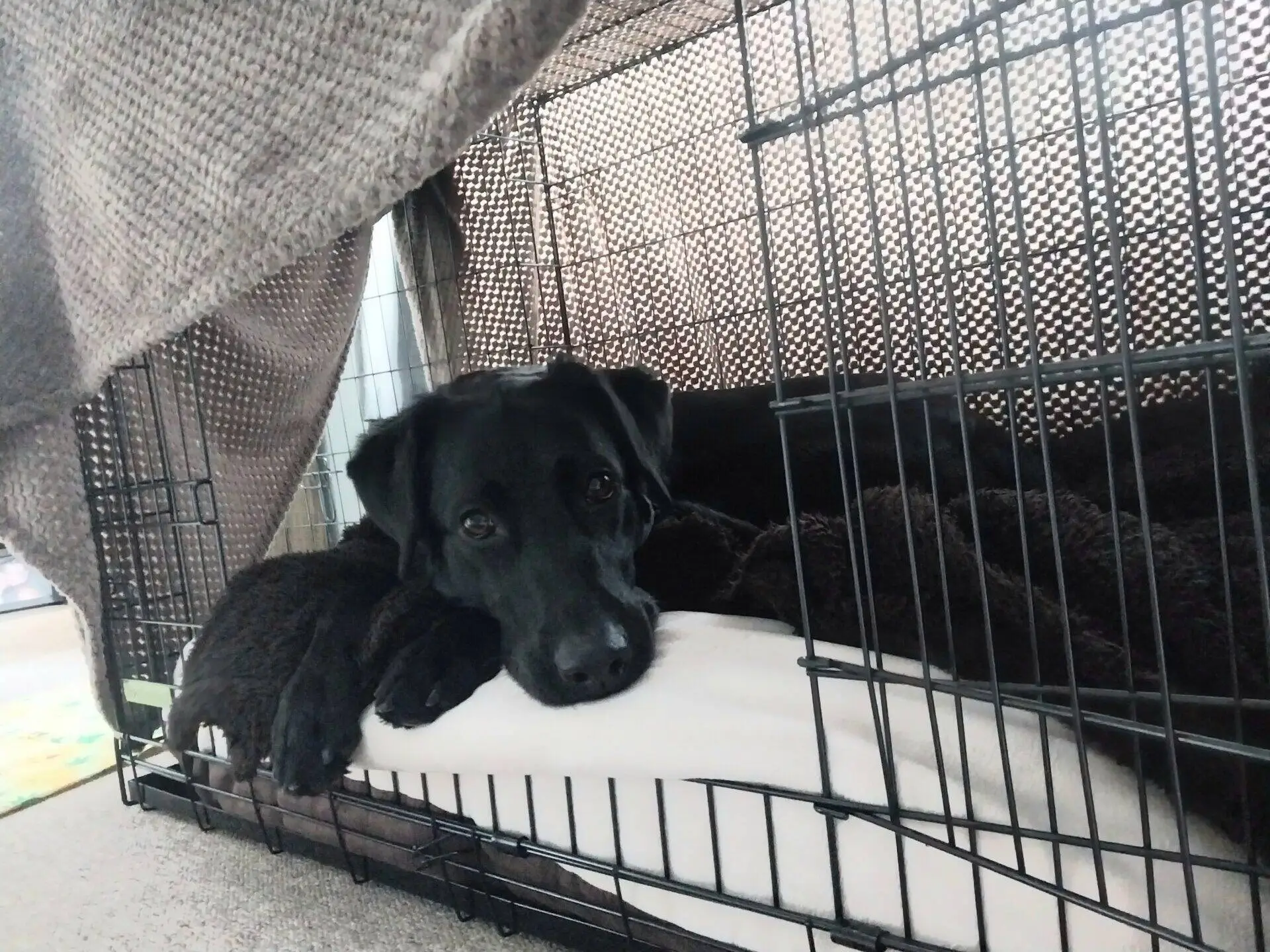 A black labrador cross german shepherd dog rests its head on its paws inside a wire crate, lying on a white cushion with a brown blanket. A grey blanket is draped over part of the crate, creating a cosy, tent-like space.