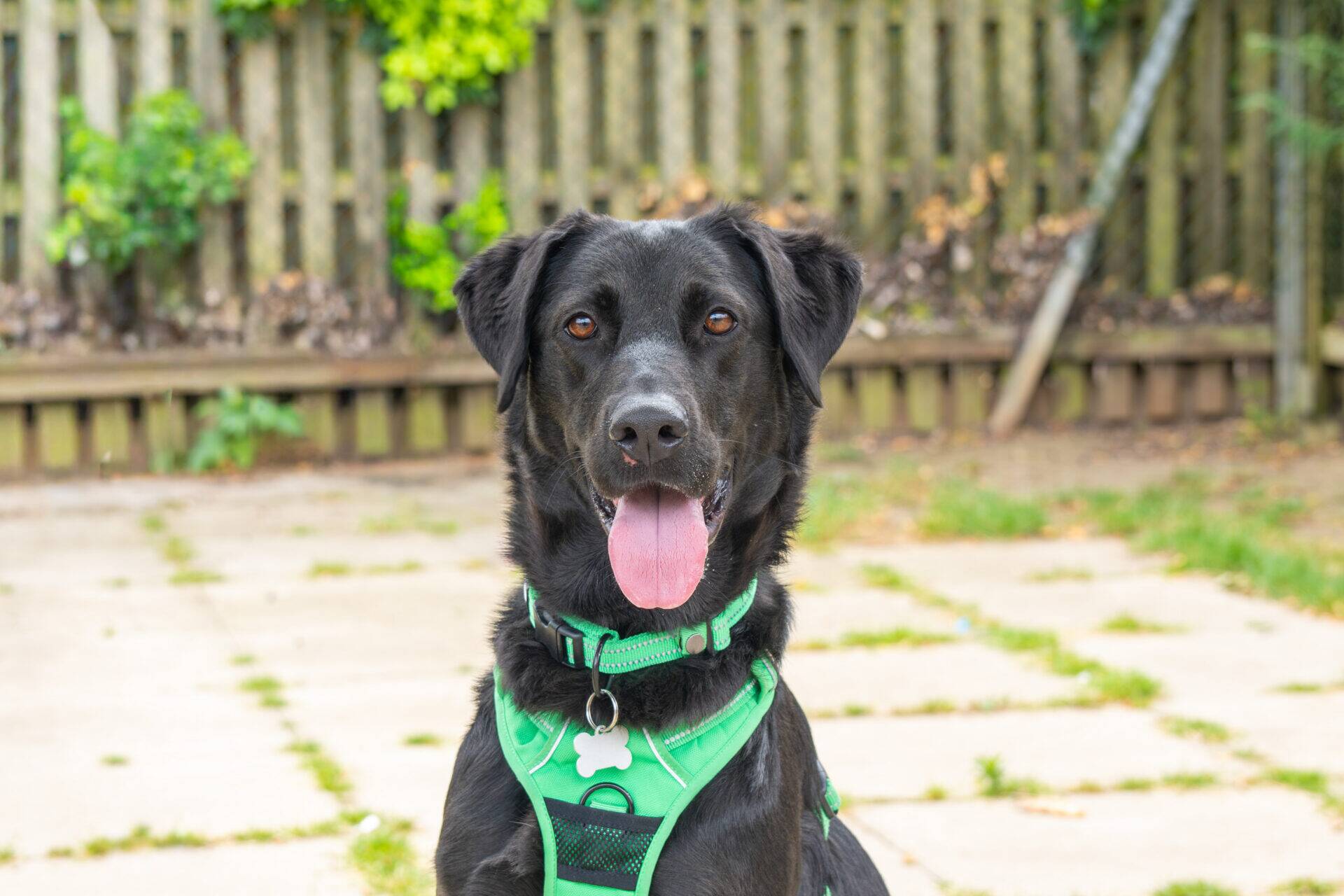 A black dog with a green harness sits outside on a stone patio, looking at the camera with its tongue out. There is a wooden fence and some greenery in the background.
