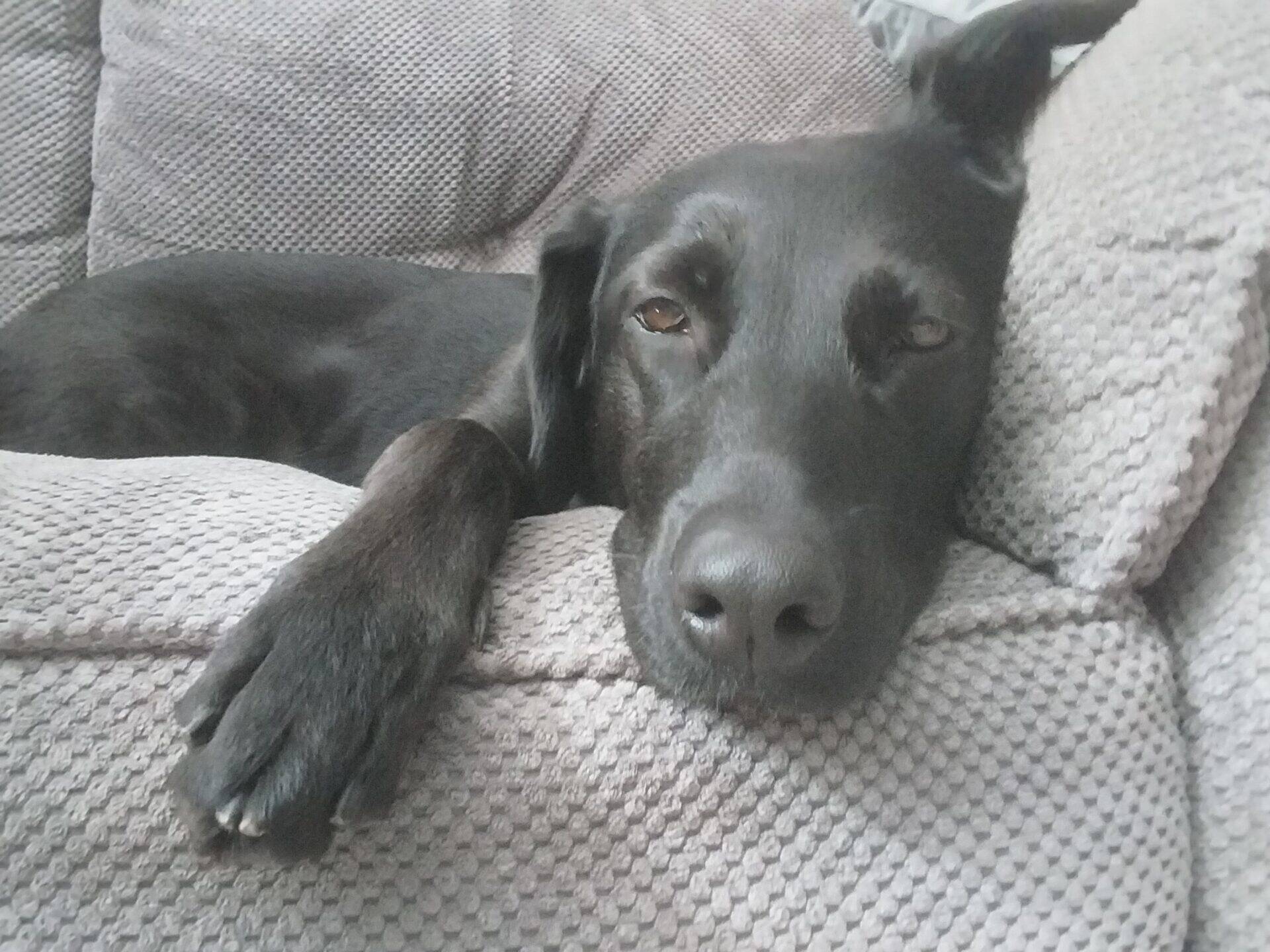 A black dog, Molly Labrador cross German Shepherd, lies on a textured grey sofa, resting its head and front paw on the cushion, looking relaxed and sleepy.