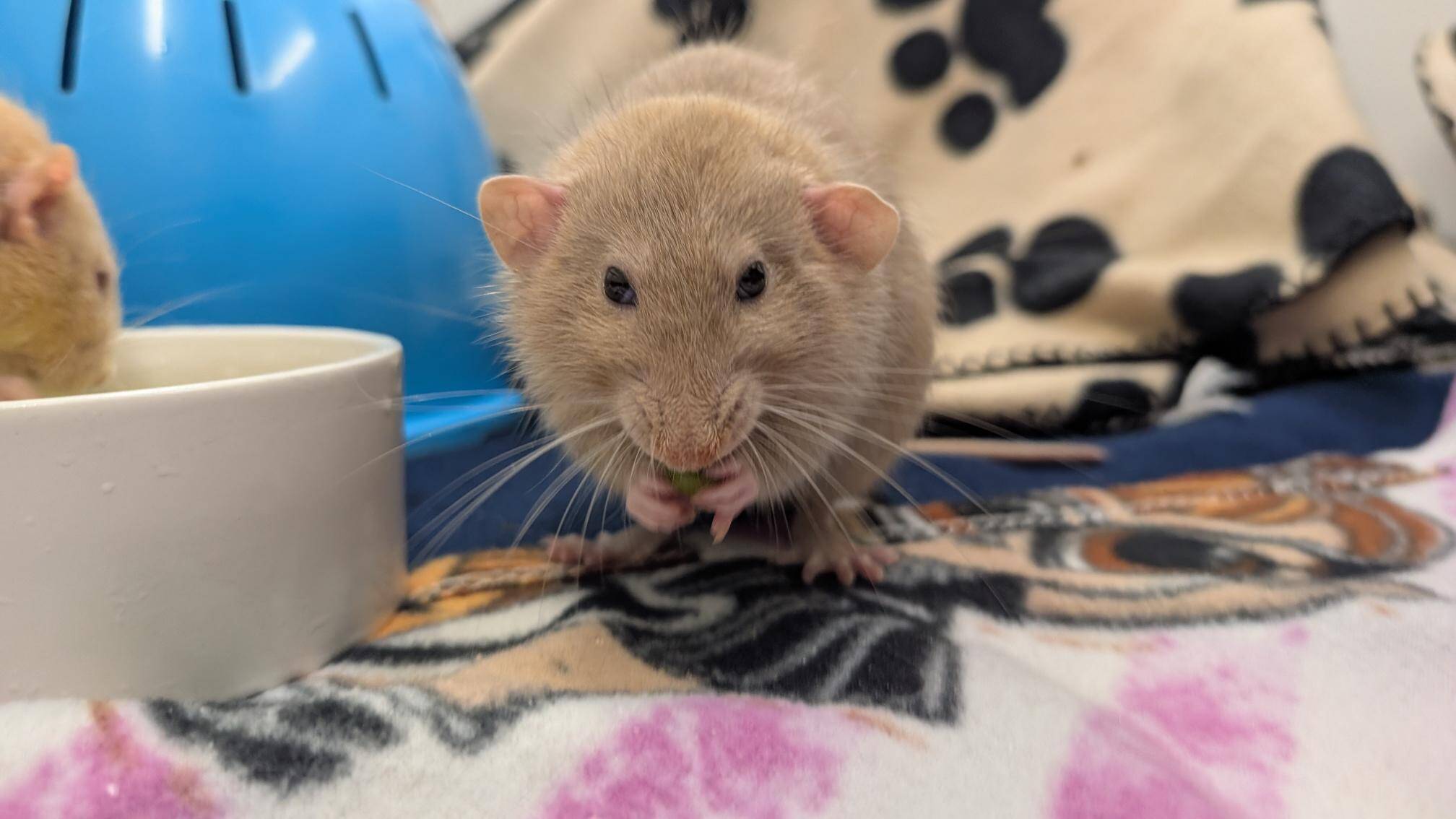 A light brown rat sits on a patterned blanket, holding food in its paws. A white bowl and a blue dome are nearby, with another rat partially visible to the left.
