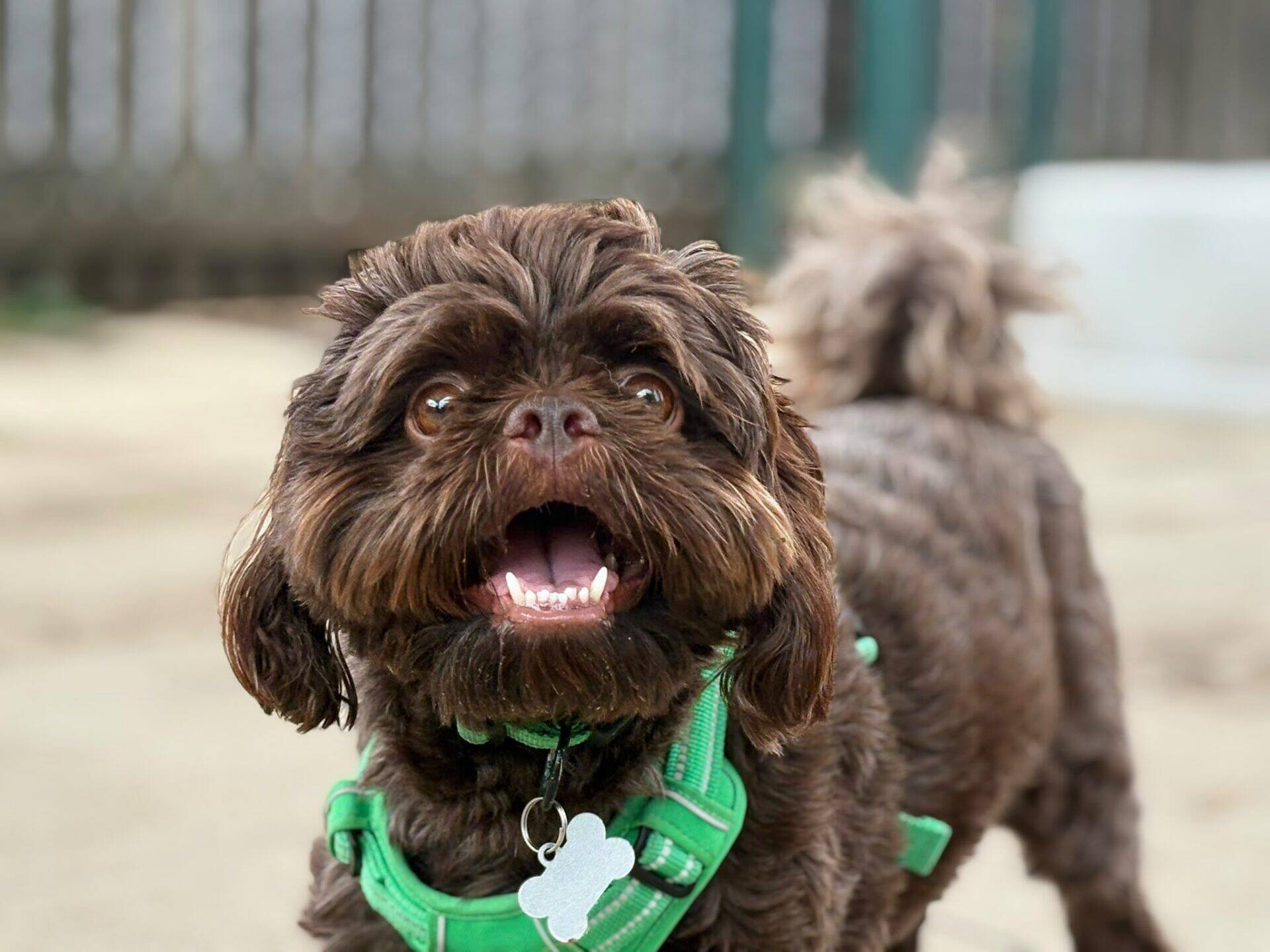 A small brown dog wearing a green harness stands outside, mouth open as if smiling or barking, with a blurred fence and pavement in the background.
