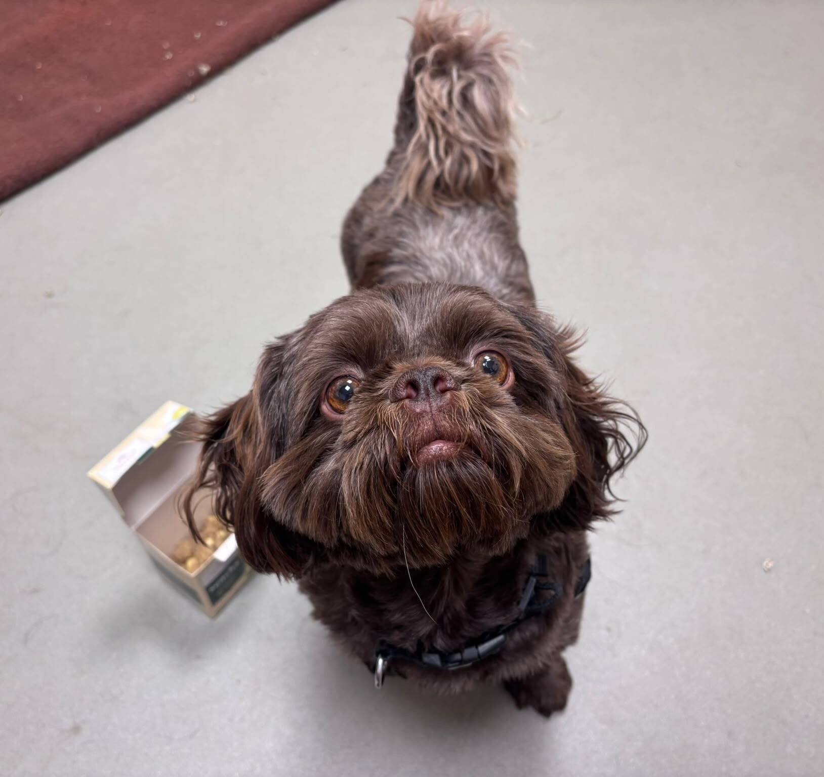 A small, brown, fluffy shih tzu with bright eyes looks up. The dog stands on a light-coloured floor beside an open treat box, with its tail curled up and ears perked.