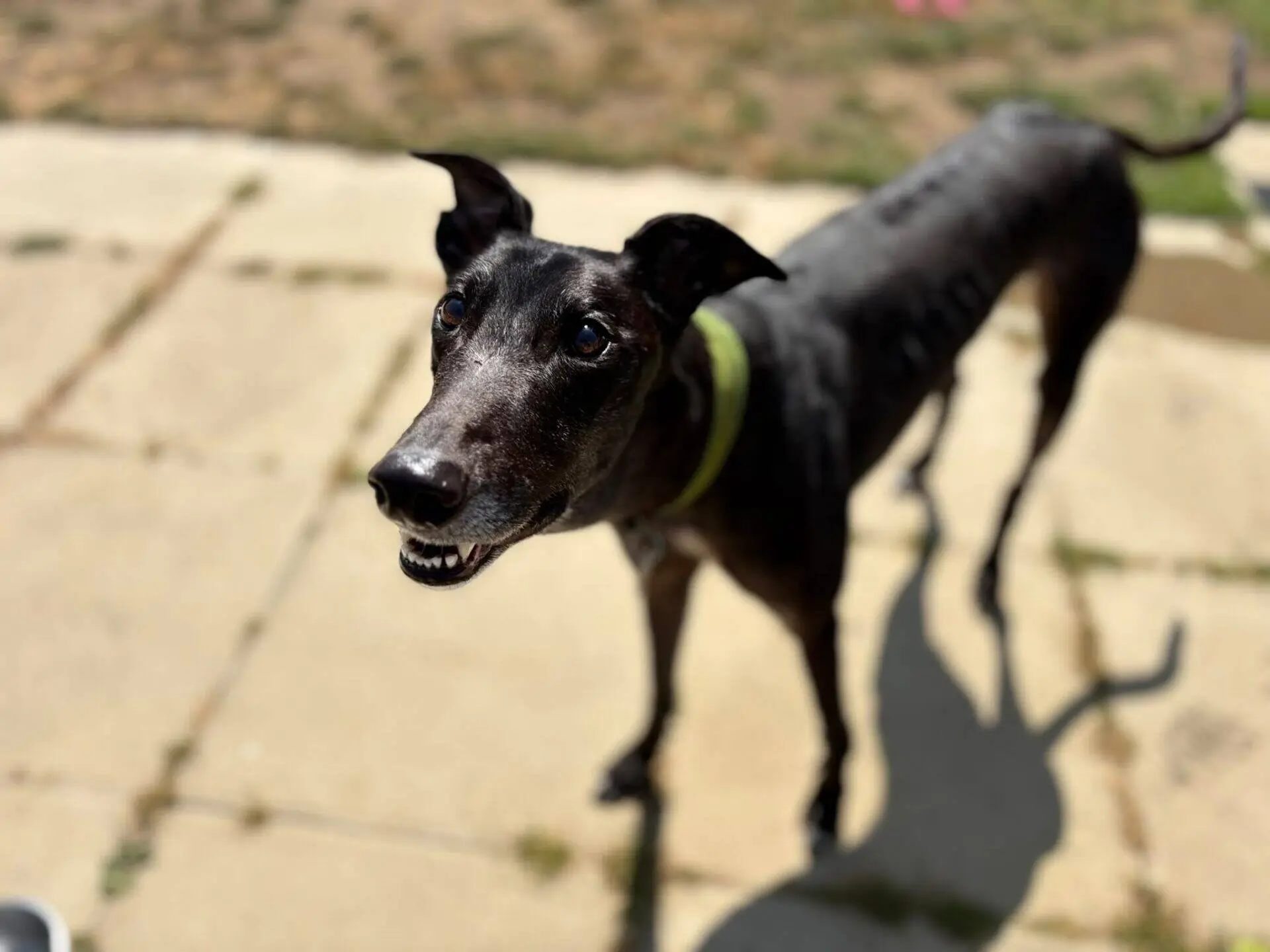 A black Greyhound with a green collar stands on a sunlit patio, looking up with its mouth slightly open and ears pricked. The background is blurred, showing patches of grass and paving stones—Ben’s bright gaze fixed attentively above.