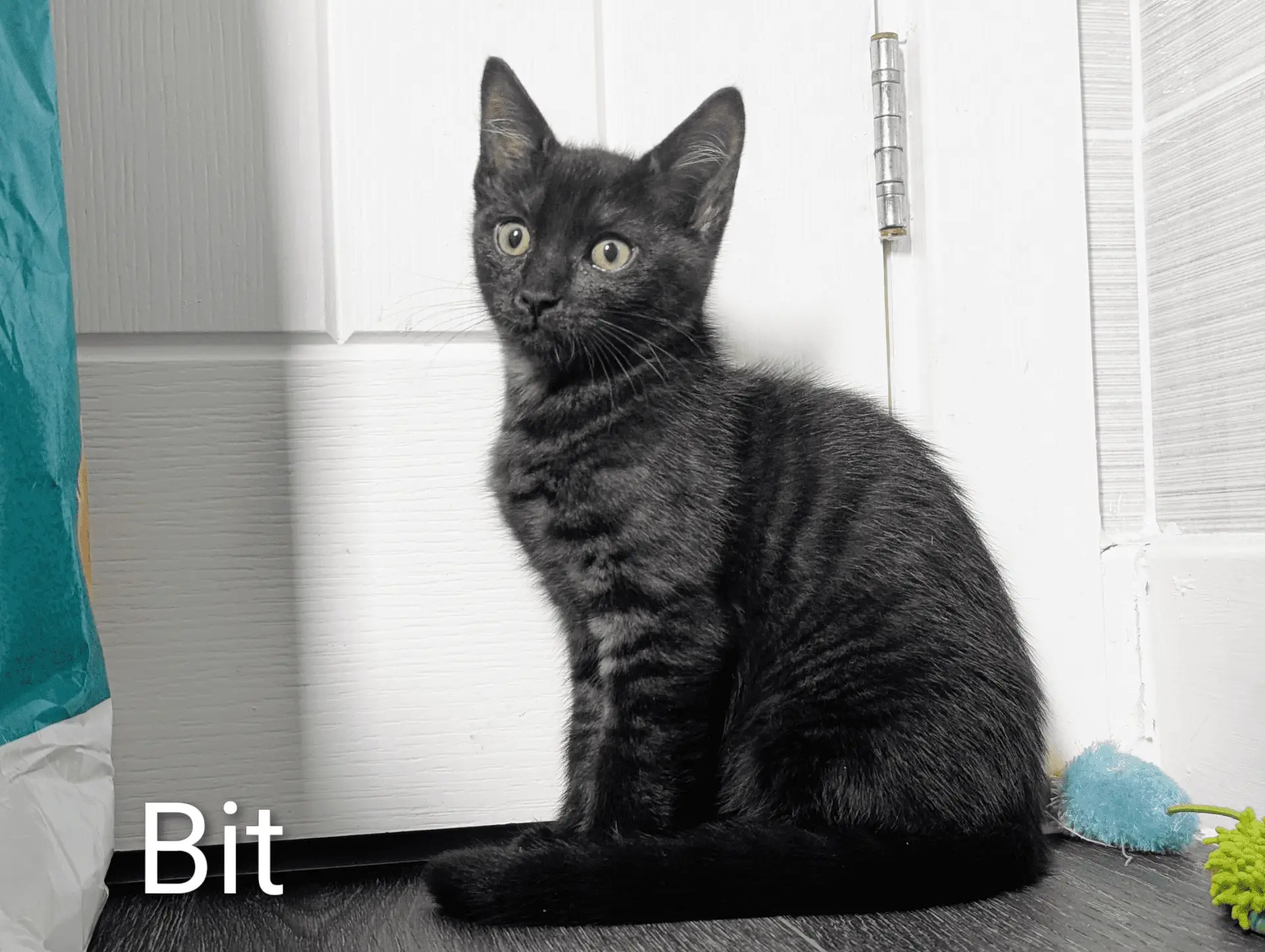 A black tabby kitten with yellow eyes sits on a dark floor by a white door. The word Bit appears in the lower left corner.