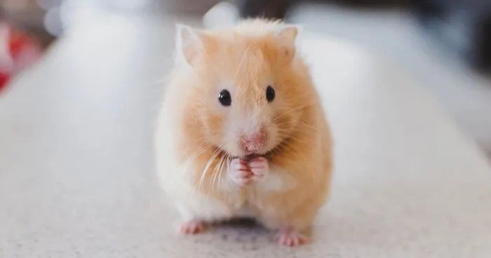 Light brown hamster