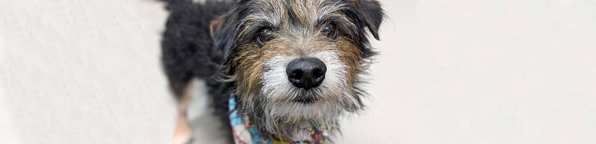 A black, tan and grey dog looking up