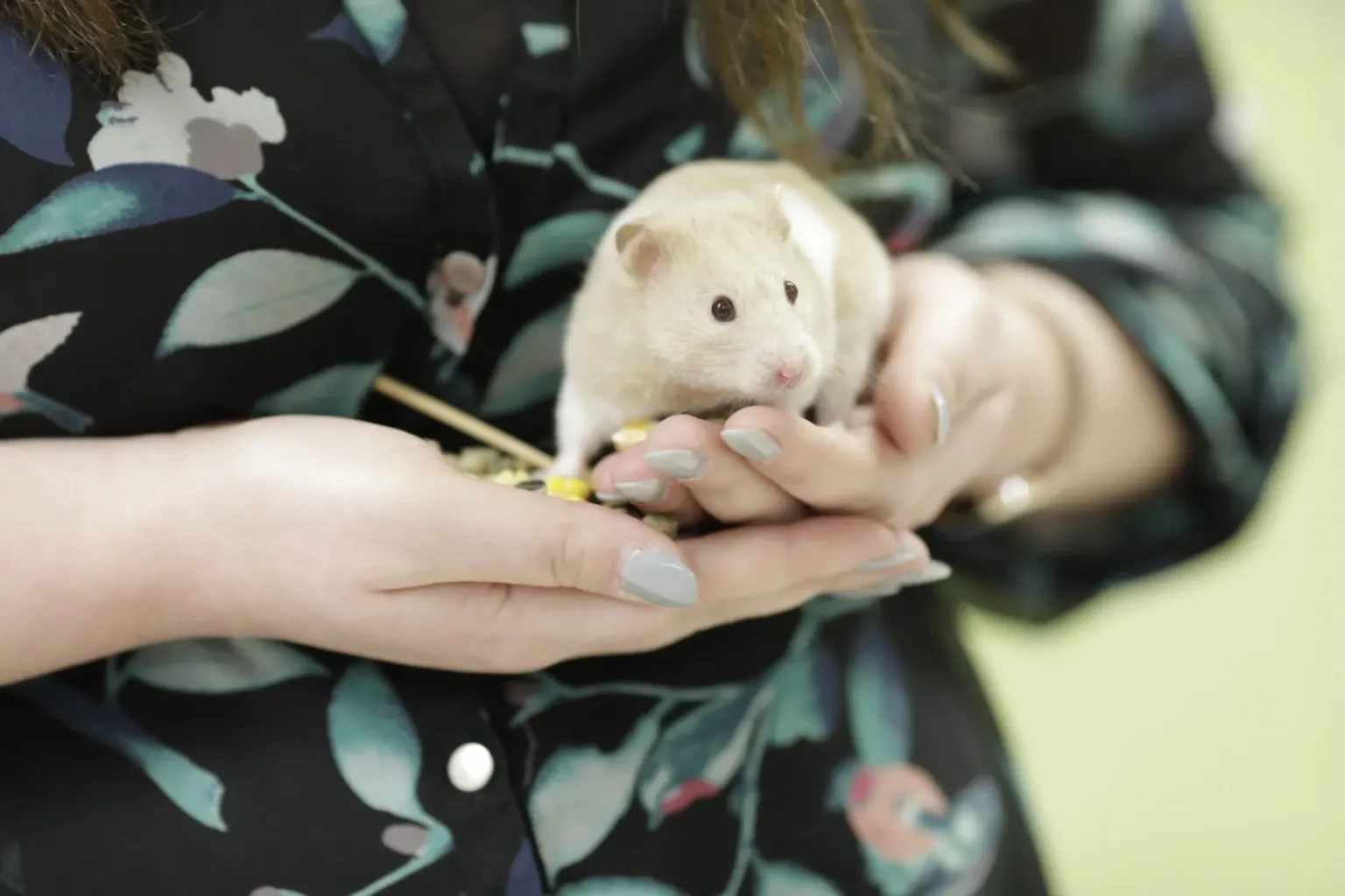 Harley Quinn the Hamster