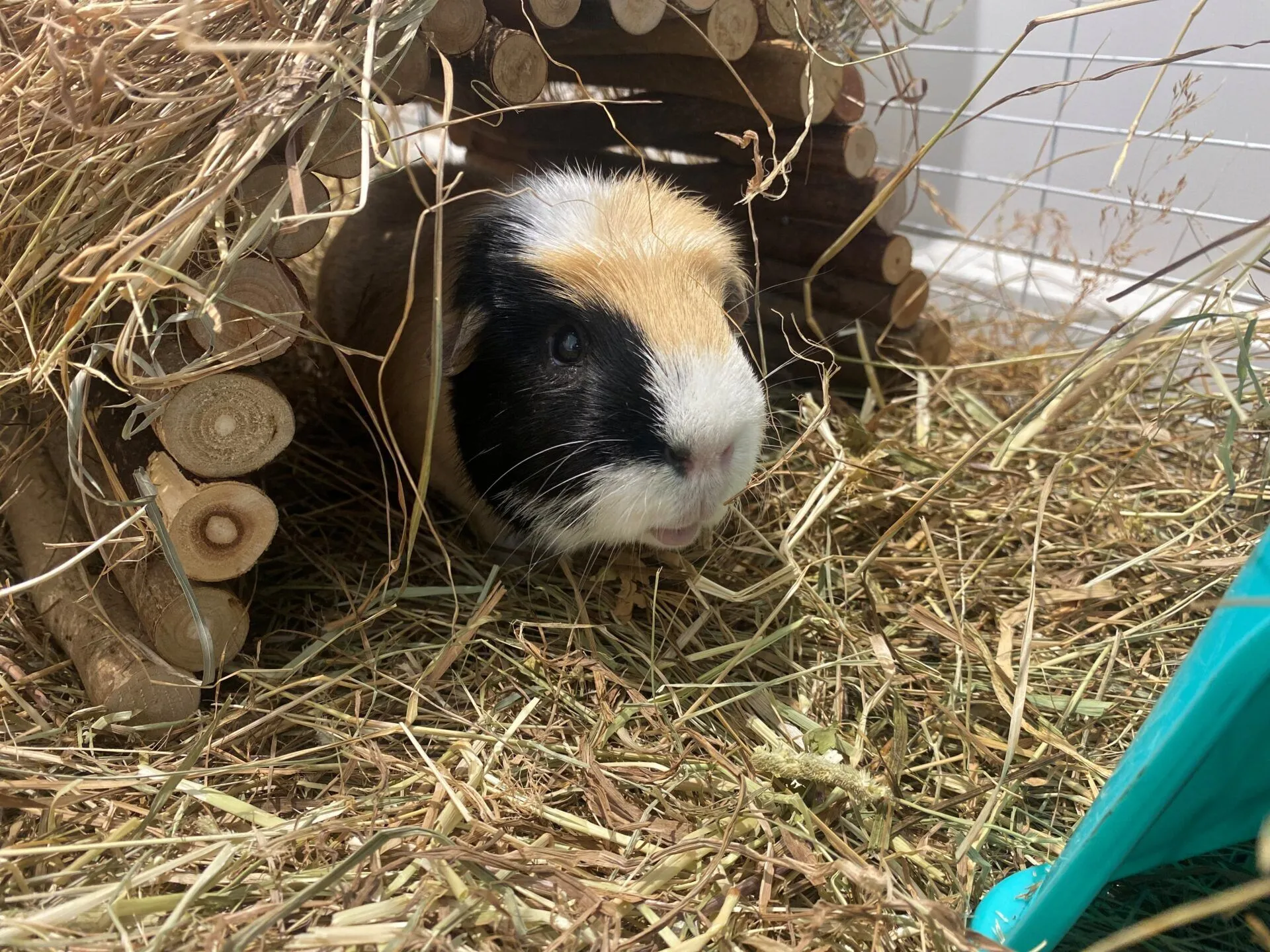 A guinea pig with black, white, and tan fur sits under a small wooden shelter surrounded by hay. Part of a blue plastic guinea pig accessory is visible in the bottom right corner.