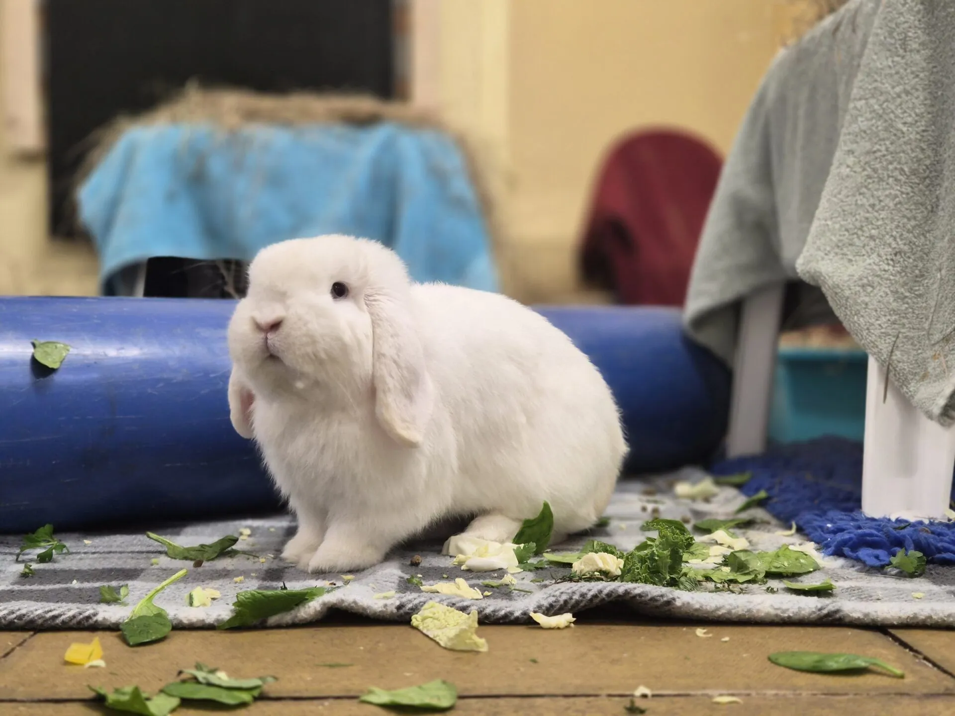 A fluffy white rabbit with floppy ears sits on a blanket, surrounded by scattered leafy greens and vegetables, indoors with a blue tube and towels in the background.