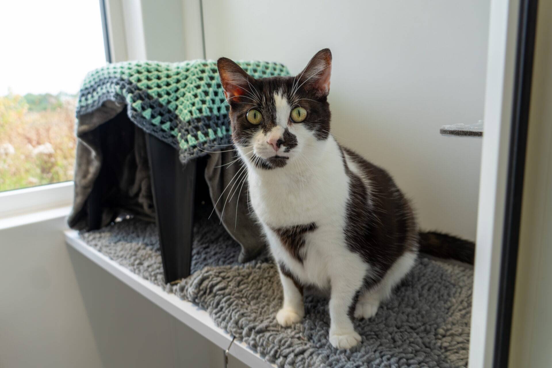 A black and white cat with yellow eyes sits on a grey mat near a window, beside a cosy shelter covered with a green and grey blanket.