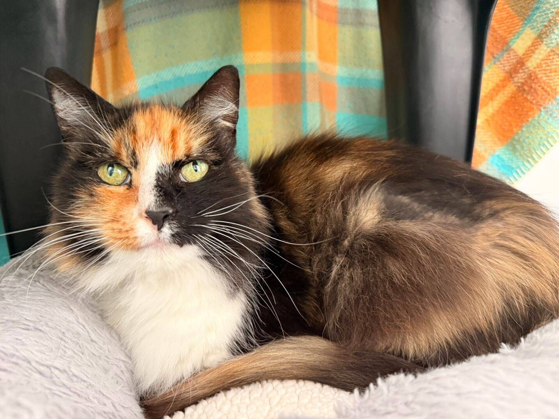 A tortoiseshell-and-white cat with green eyes rests on a soft blanket, with an orange and teal checked fabric in the background.
