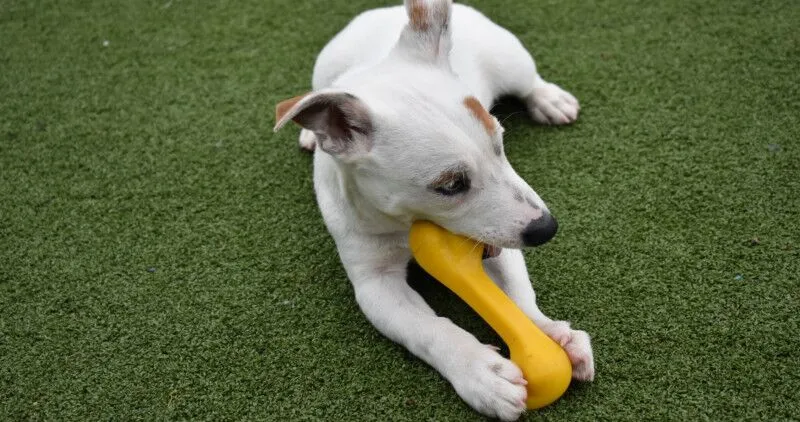 Puppy chewing a toy