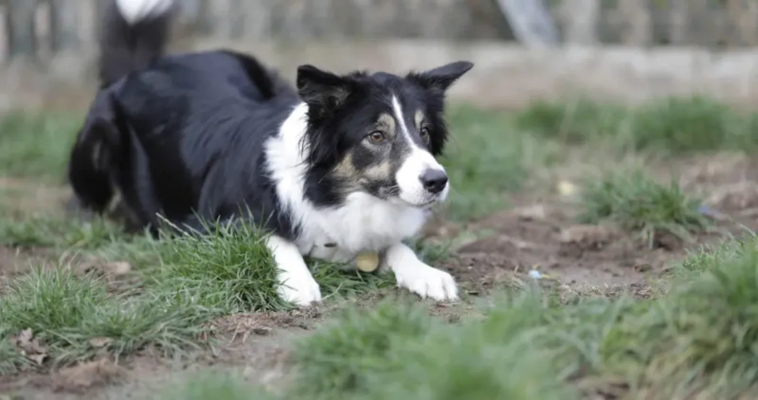 Border Collie ready to pounce