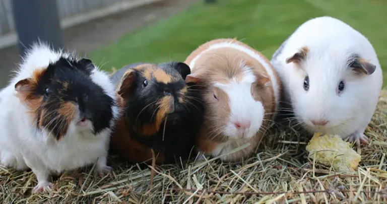 Four guinea pigs sitting on hay