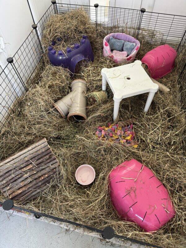 A cozy guinea pig enclosure filled with hay, featuring tunnels, shelters, a white plastic table, a pink bowl, wooden logs, and plush beds in pink and purple, all safely surrounded by a black wire fence.
