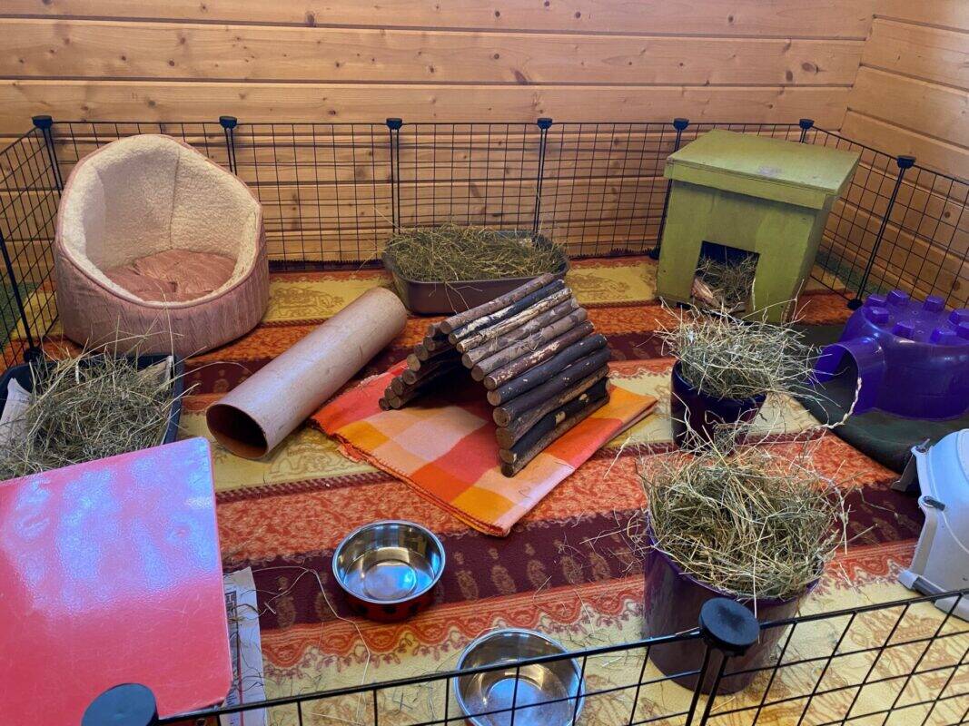 A small guinea pig enclosure with a cozy bed, hay in bowls and bins, a green wooden hideout, a purple plastic hideaway, a cardboard tube, a log bridge, water bowl, and a multicolored blanket on the floor.