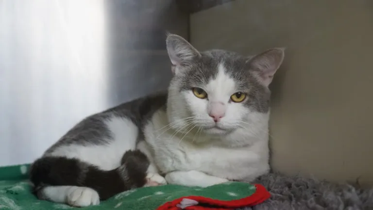 Light grey and white cat