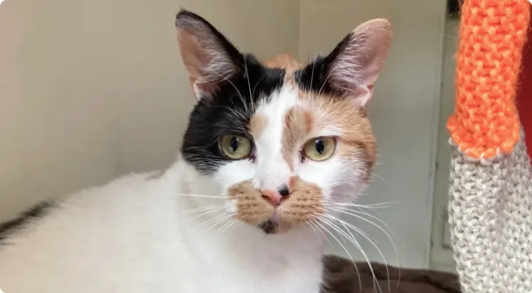 White patchy cat