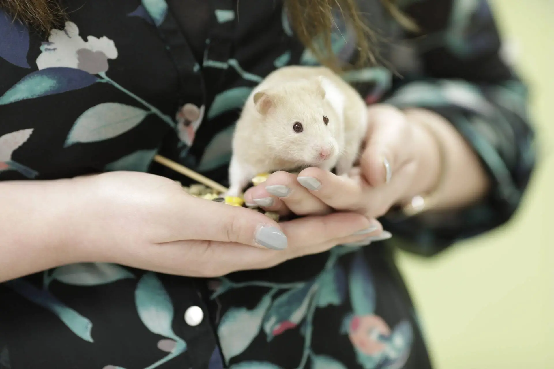 Harley Quinn the Hamster