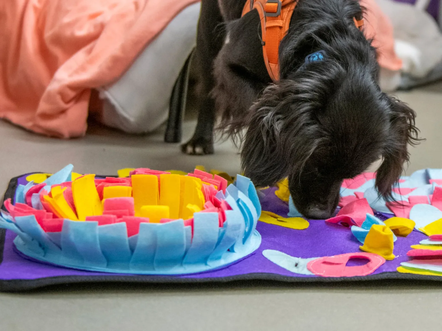 Freework with a dog and snuffle mat