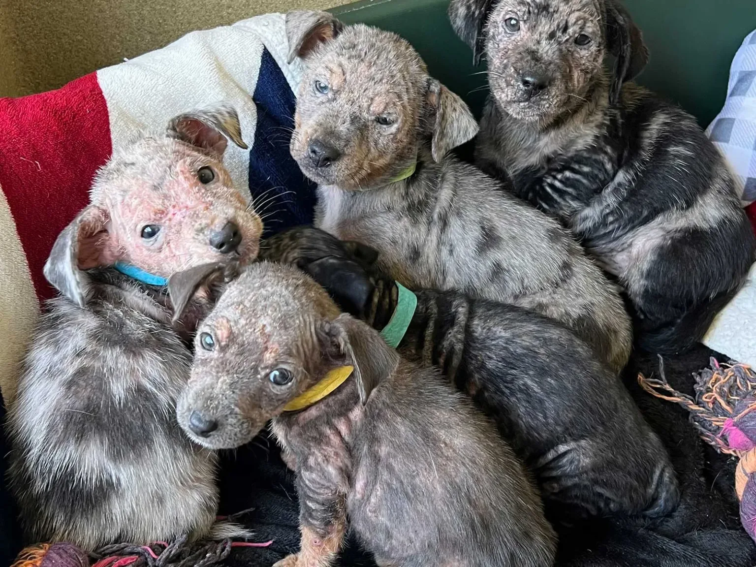 Puppies with mange