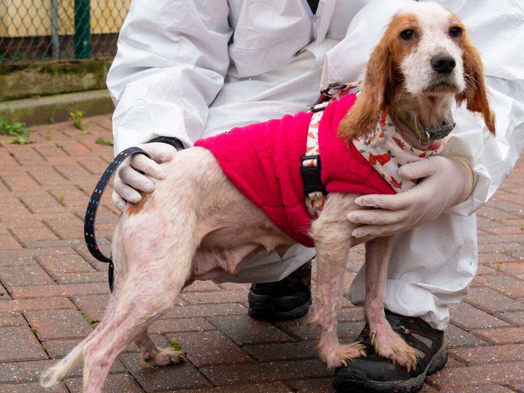 Dog with mange in a red jacket standing with a vet