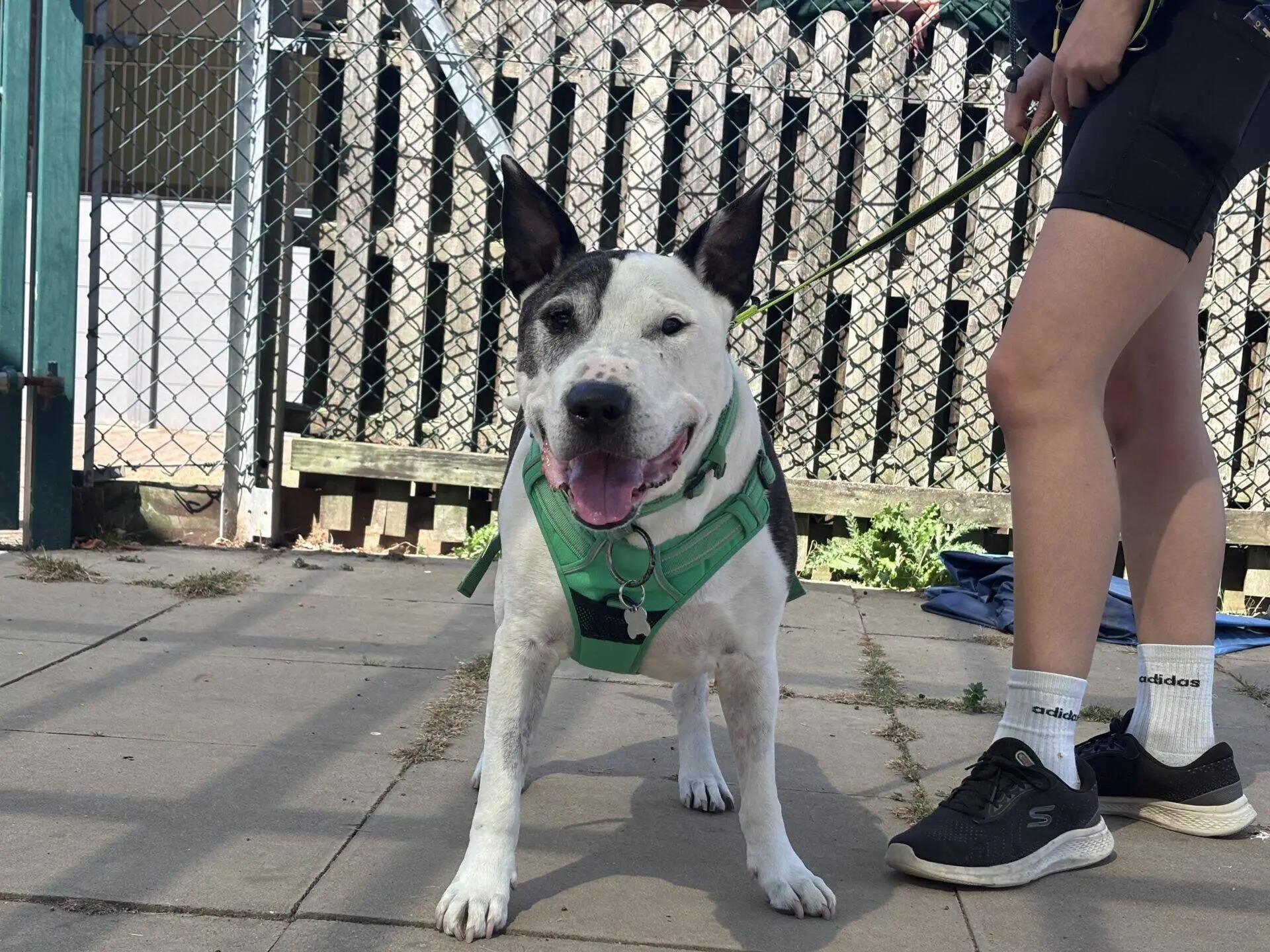 A happy black and white Staffordshire Bull Terrier, Buddy, wearing a green harness stands on a pavement with its tongue out, next to a person in shorts holding its lead. A chain-link fence and wooden fence are in the background.