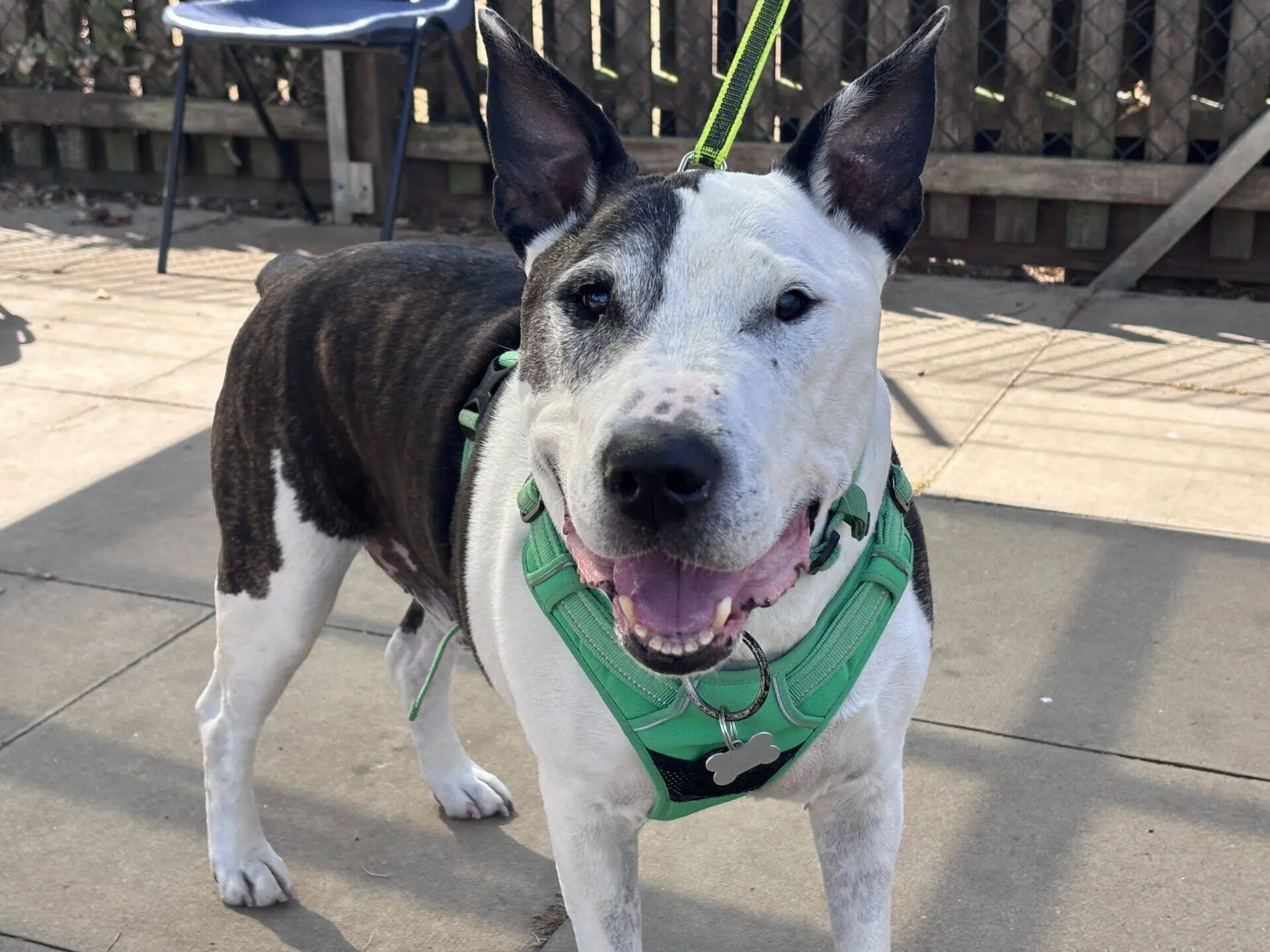 A black and white English Bull Terrier cross with pointy ears wears a bright green harness and stands on a paved surface outdoors, looking at the camera with its mouth open.
