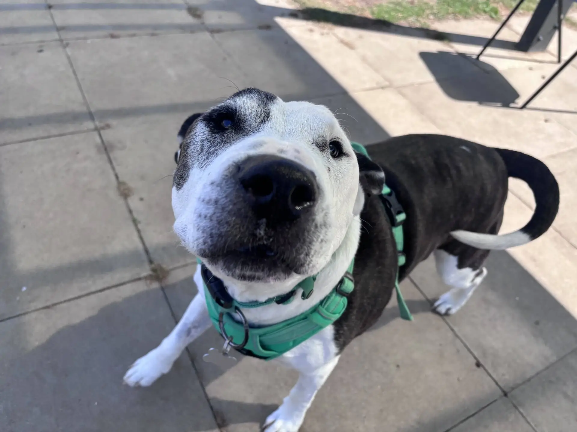 A black and white English Bull Terrier cross wearing a green harness looks up at the camera with its nose close to the lens, standing on a paved patio in sunny weather.