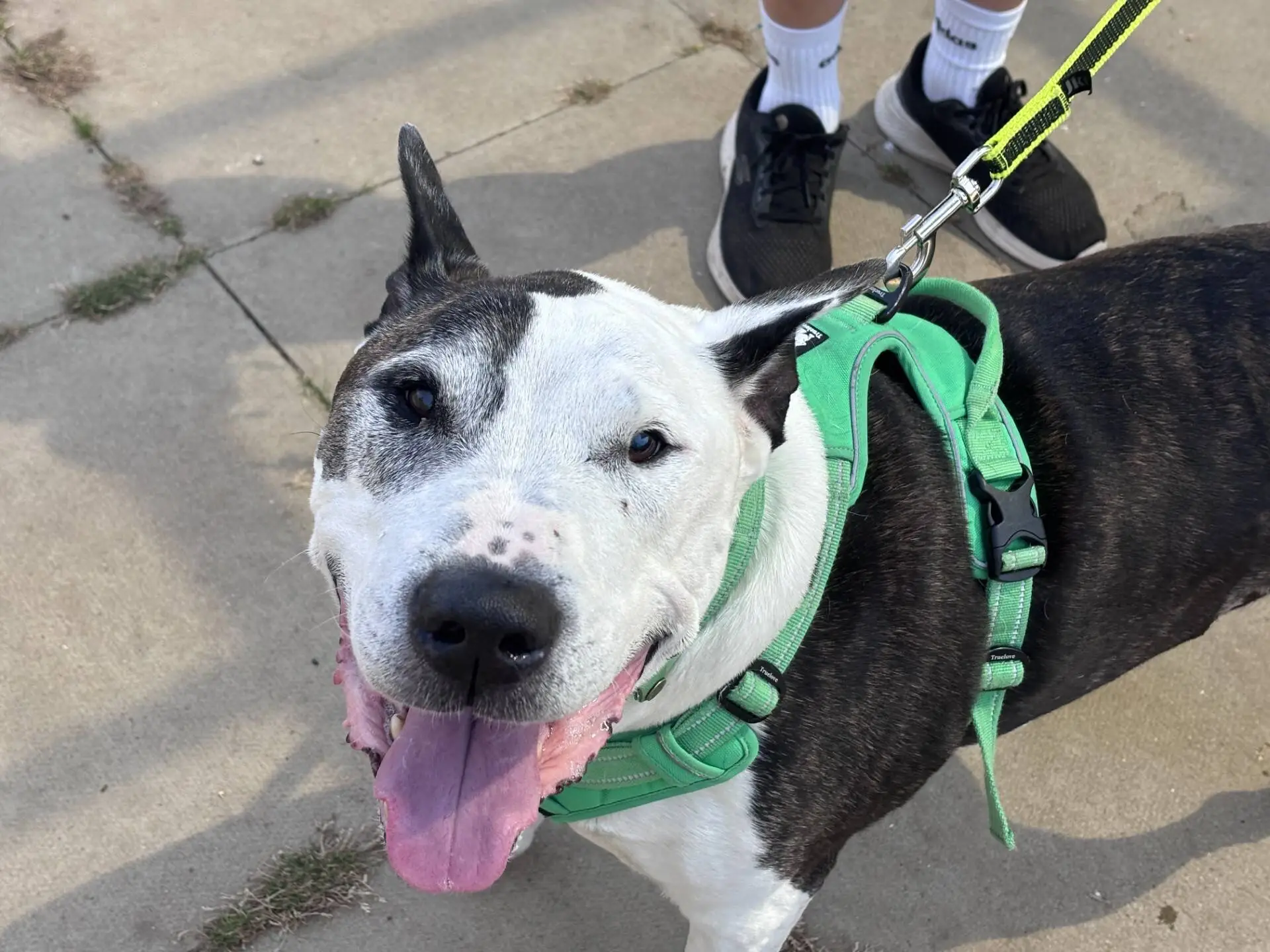 A happy black and white Staffordshire Bull Terrier with a green harness looks up, mouth open and tongue out, while being walked on a yellow lead. Nearby, a person wearing black trainers and white socks stands on a paved pavement, keeping their Buddy dog close.