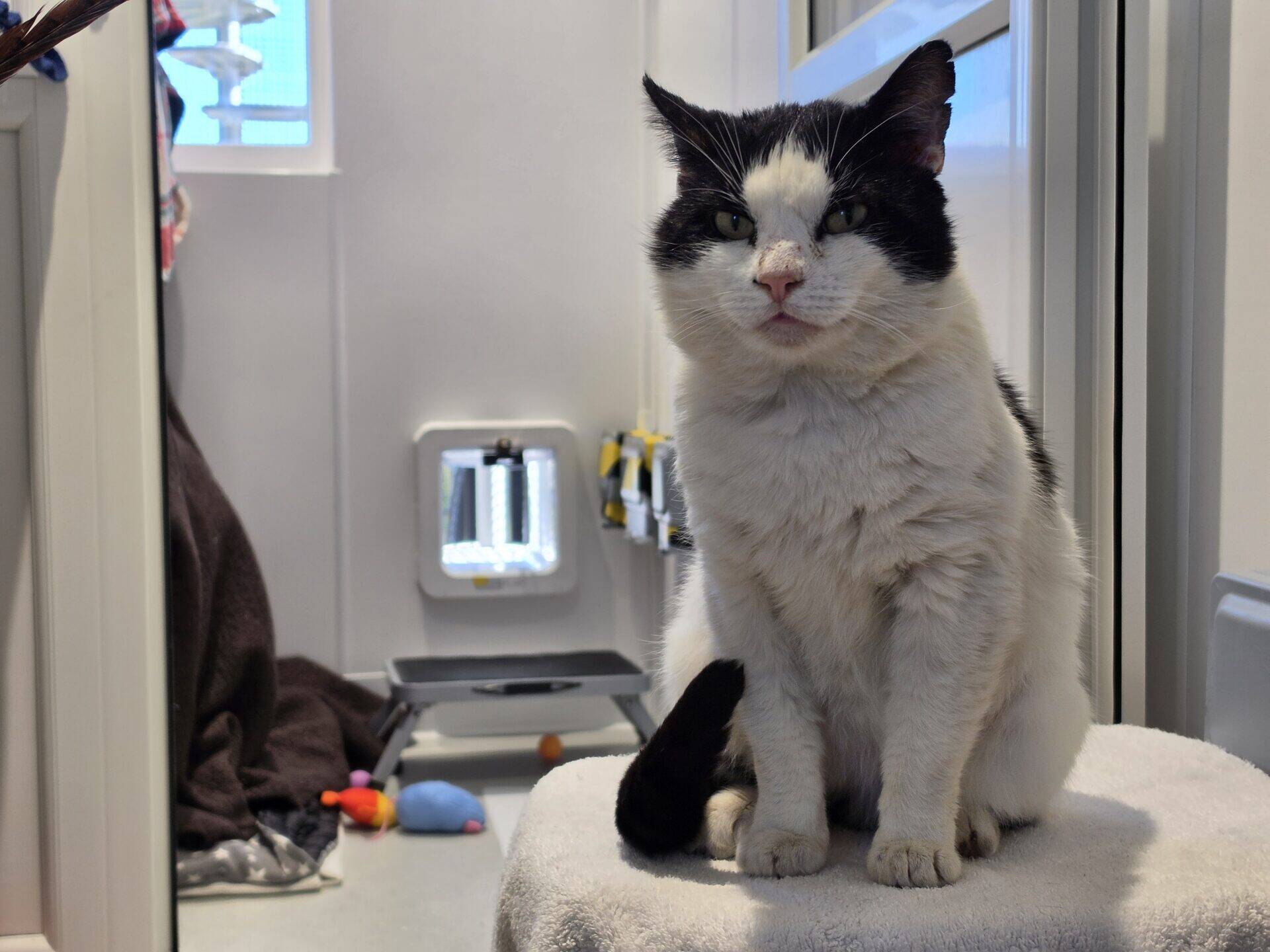 A black and white cat with a serious expression sits on a towel-covered surface in a light-filled room with a small cat flap, toys, and a blanket in the background.