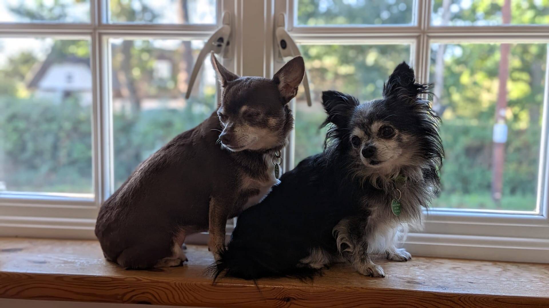 Two small dogs, one brown and one black-and-white, sit closely together on a wooden windowsill with a green, leafy view outside.