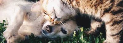 A close-up of a light-colored dog lying on its back in green grass while a brown tabby cat nuzzles its head affectionately against the dog’s face.