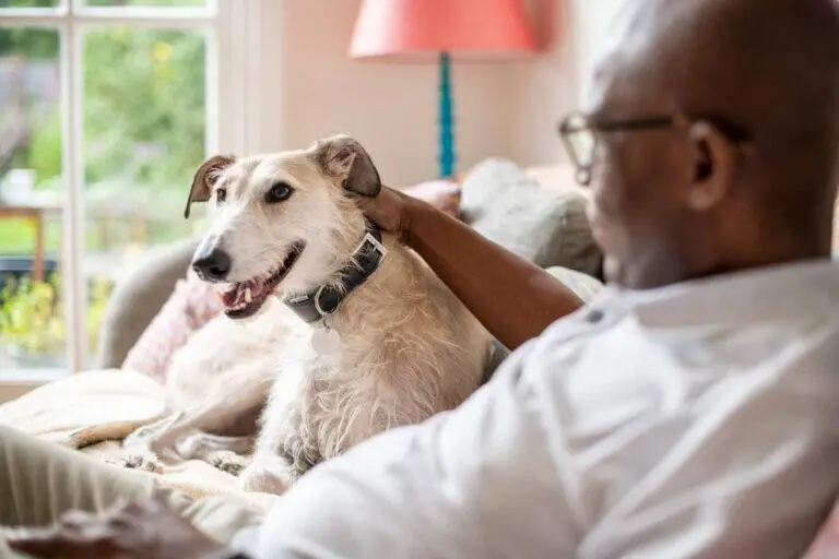 A man sits on a sofa indoors, gently stroking a light-coloured dog that is lying next to him. The dog looks happy with its mouth open, and sunlight streams in through a window in the background.