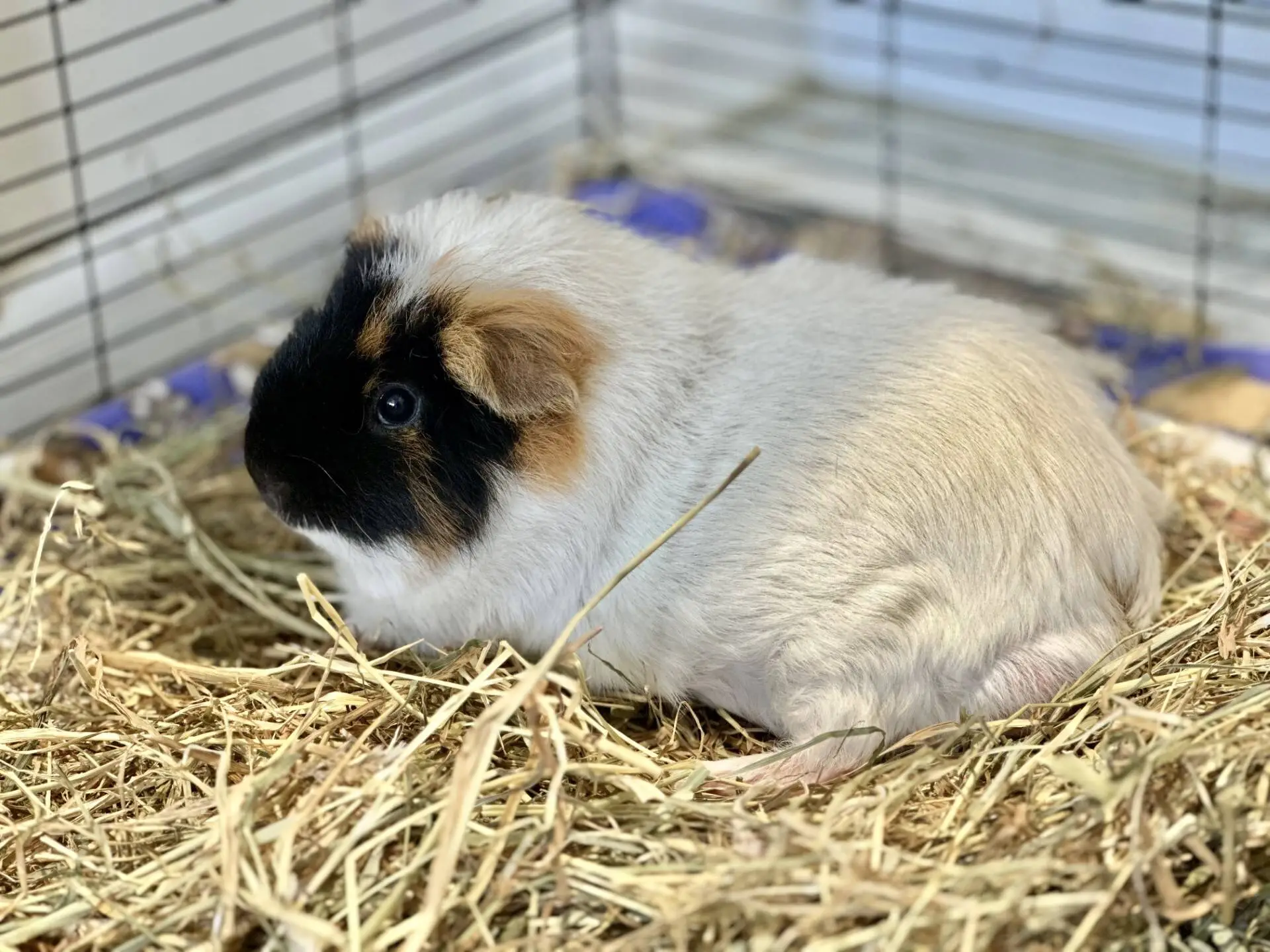 A white and brown guinea pig with black markings sits on a bed of hay inside a enclosure.