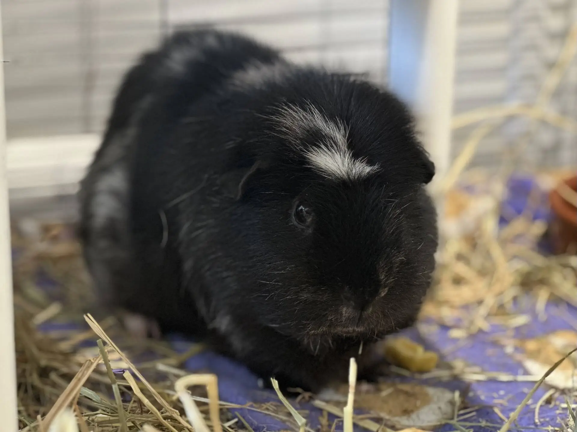 A black guinea pig with a white patch on its head sits on hay and a blue blanket inside an enclosure.
