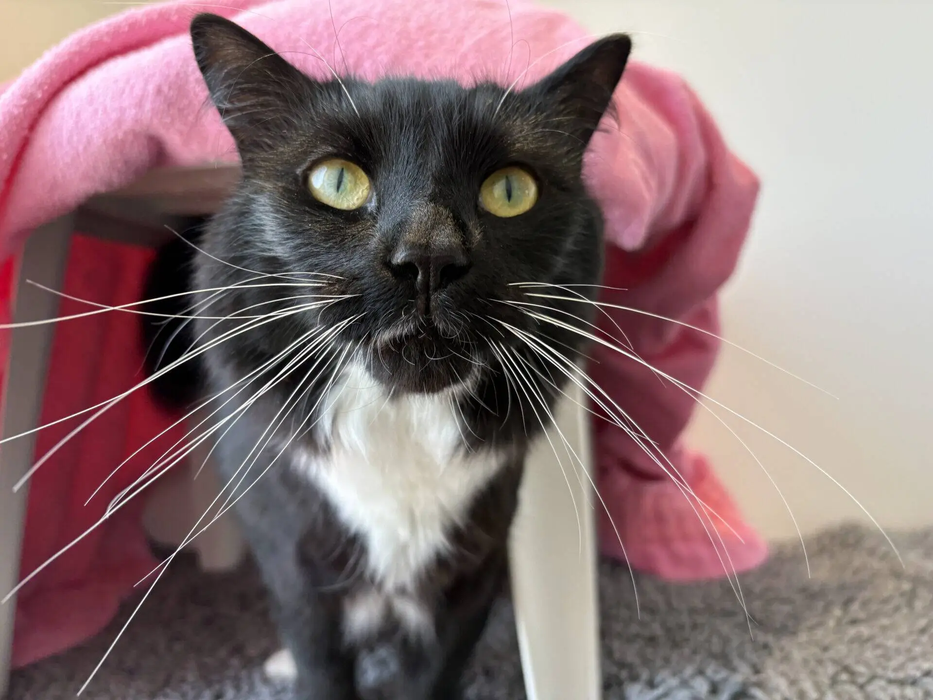 A black and white cat with long whiskers stands under a pink blanket draped over a chair, looking directly at the camera.