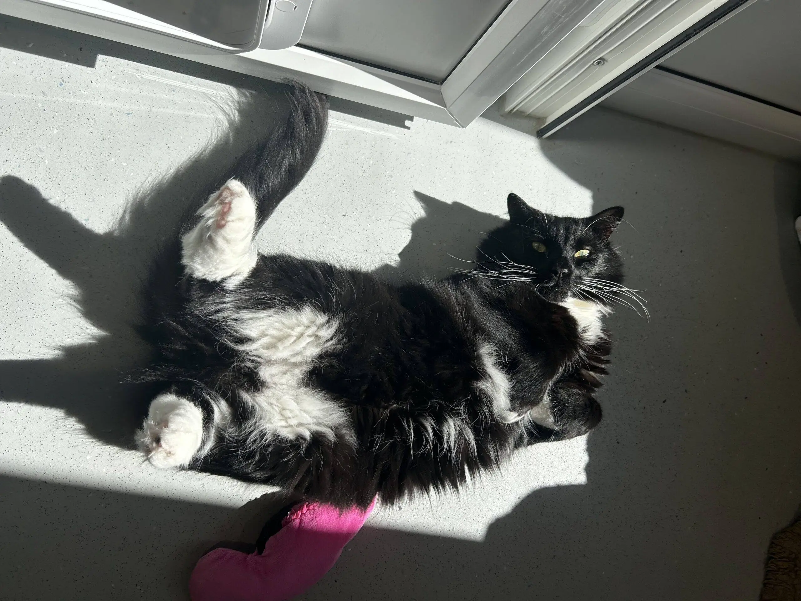 A fluffy black and white cat lies on its back in a sunbeam on a light-coloured floor, with a pink toy near its paws and sunlight streaming in from an open door above.